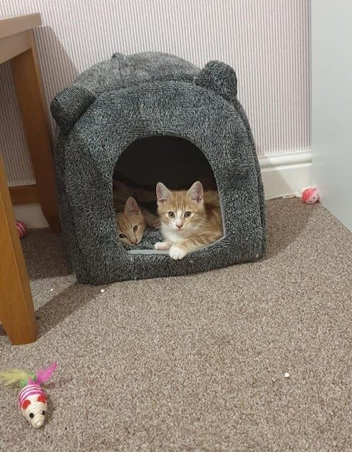 Blogmas day 3…New kittens